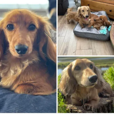 Long Haired Mini Dachshunds Due December
