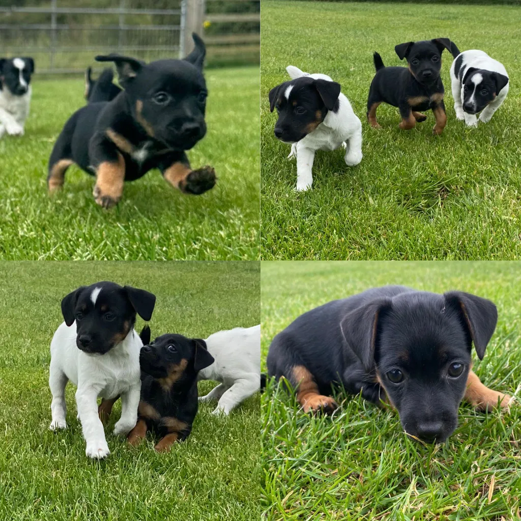Grooming and Breeding